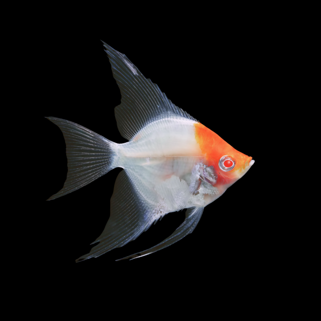 Red Cap Angelfish Pterophyllum Scalare (4 - 5cm)