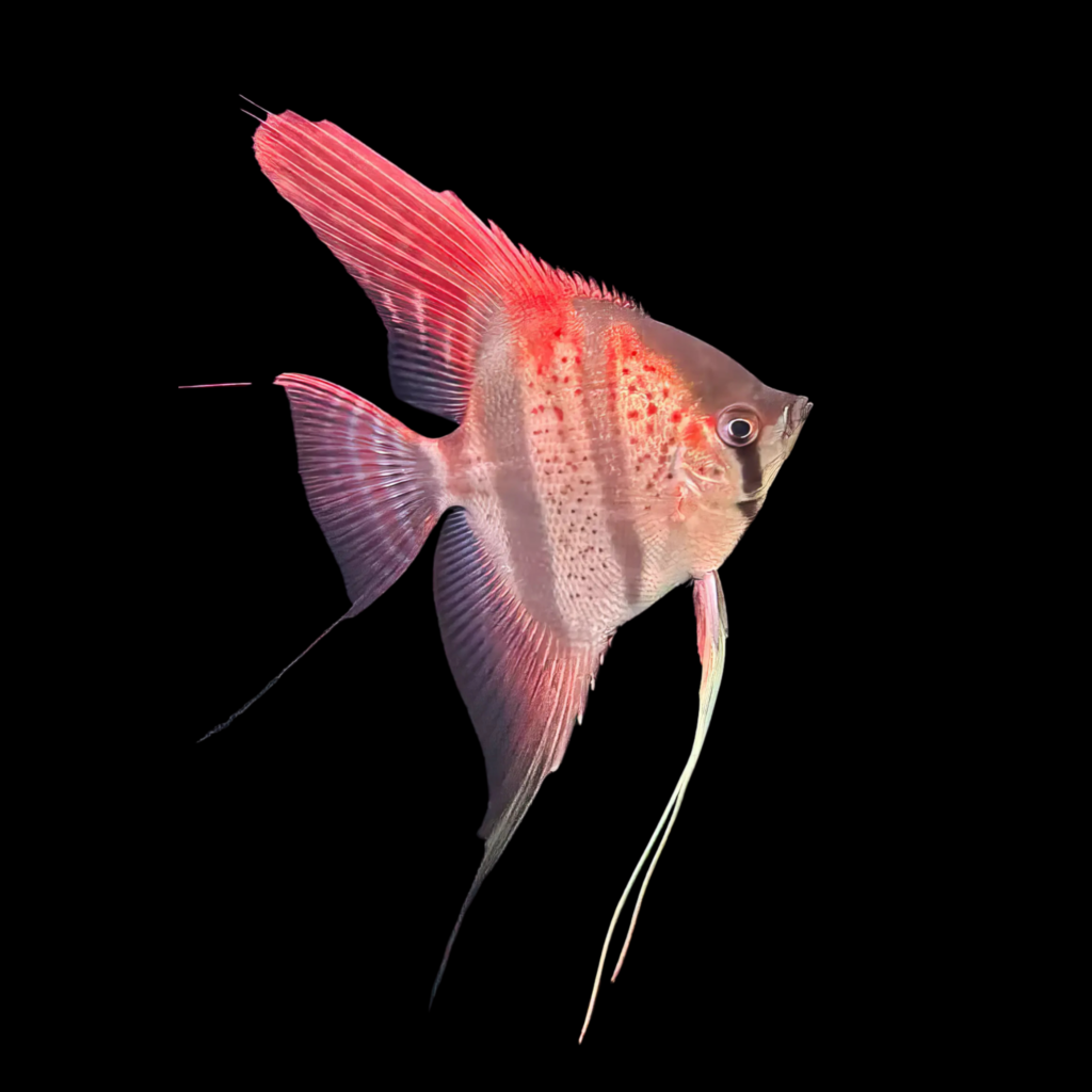 Santa Izabel Angelfish Pterophyllum Scalare (4 - 5cm)