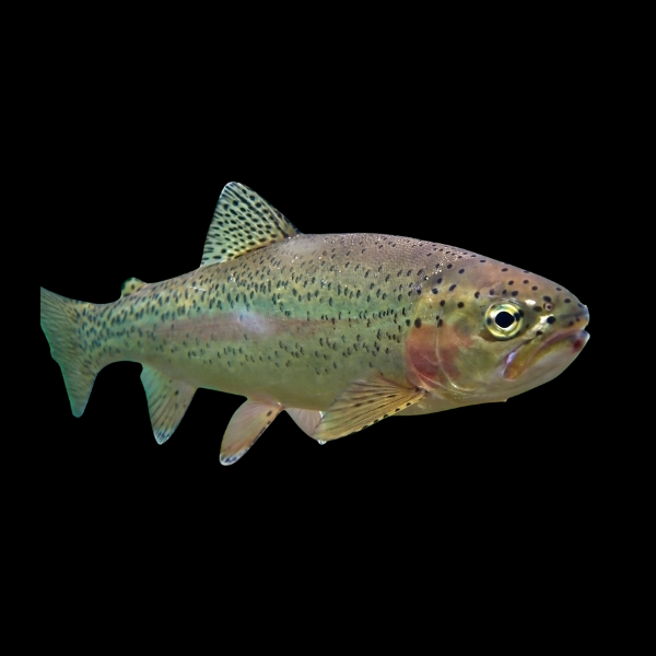 Rainbow-Trout.png Rainbow Trout 10cm X 10