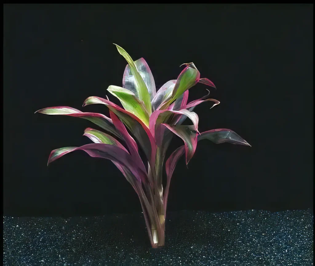 Five Bunched Plants Red Dracena Plant Dracena Species