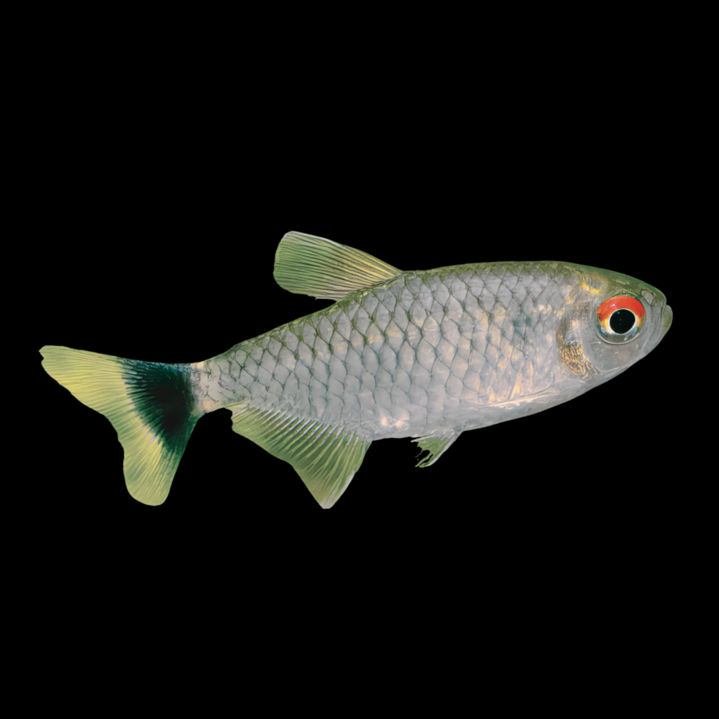 Red Eye Tetra (Moenkhausia sanctaefilomenae) (2.5-3cm)