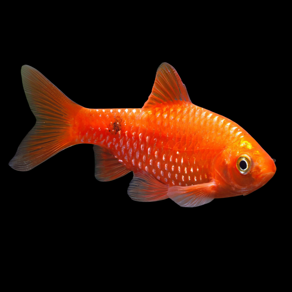 Barbus Puntius Conchonius Red (3.5 - 4cm)