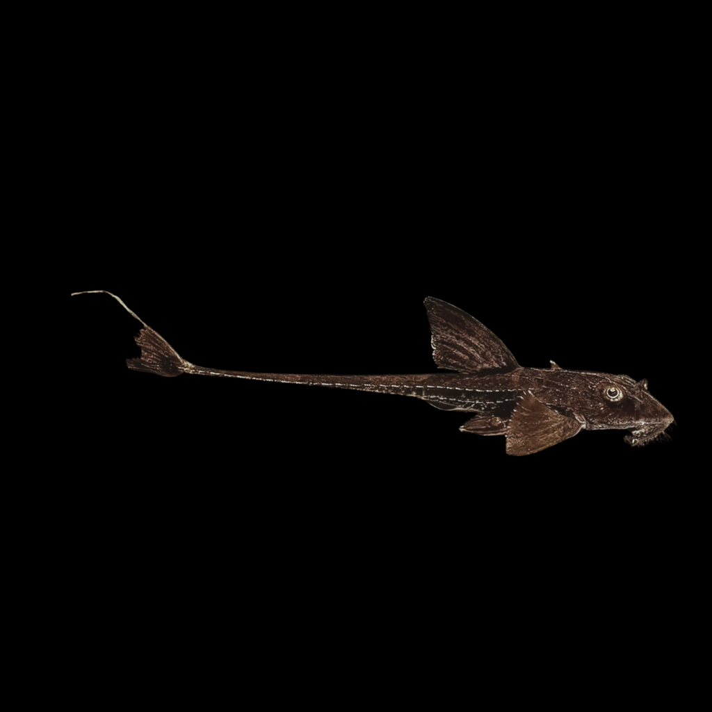 Rineloricaria Similimis (XL)