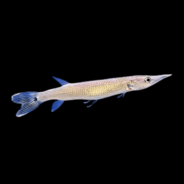 Rocket-Gar-Ctenolucius-Hujeta.png Blunt-Nosed Gar Hujeta Ctenolucius Hujeta (6 - 7cm)
