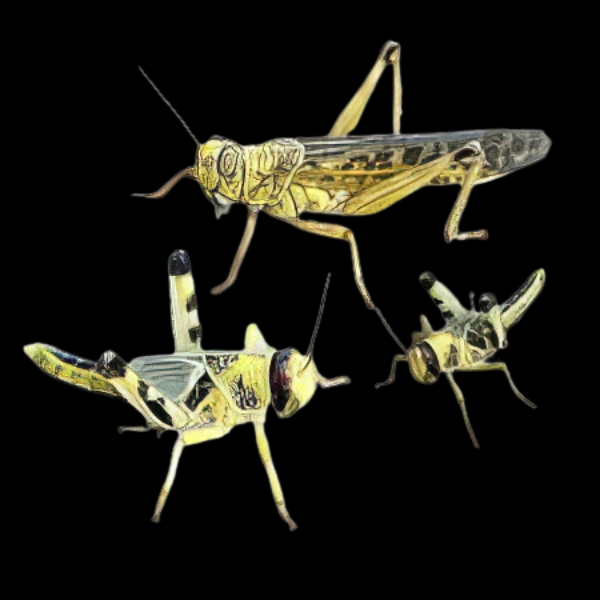 Schistocerca / Gregaria Desert Locust Subadult 11Pcs