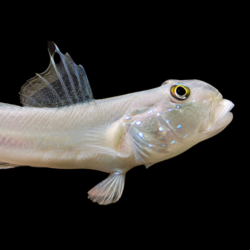 Six spot goby Valenciennea sexguttata (M)