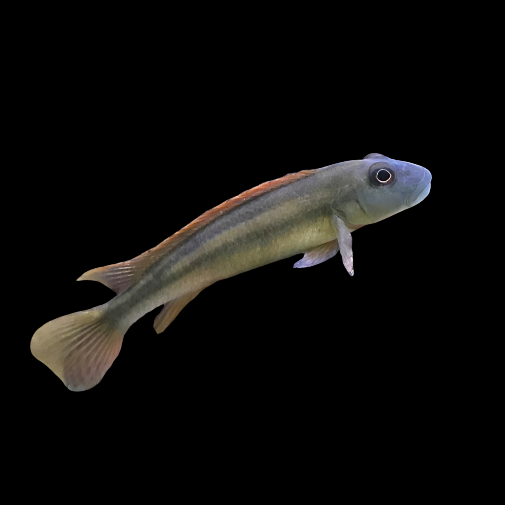 Dwarf African Cichlid Slen Steatocranus Tinanti African Cichlid (4 - 5cm)