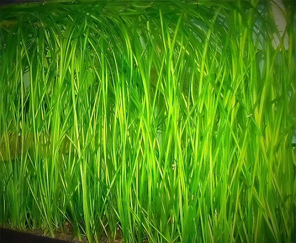 Five Bunched Plants Green Straight Vallis Vallisneria Spirallis