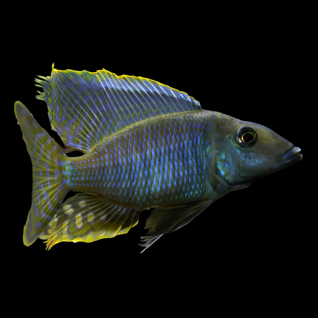 Taeniolethrinops Furcicauda African Cichlid (5 - 6cm)