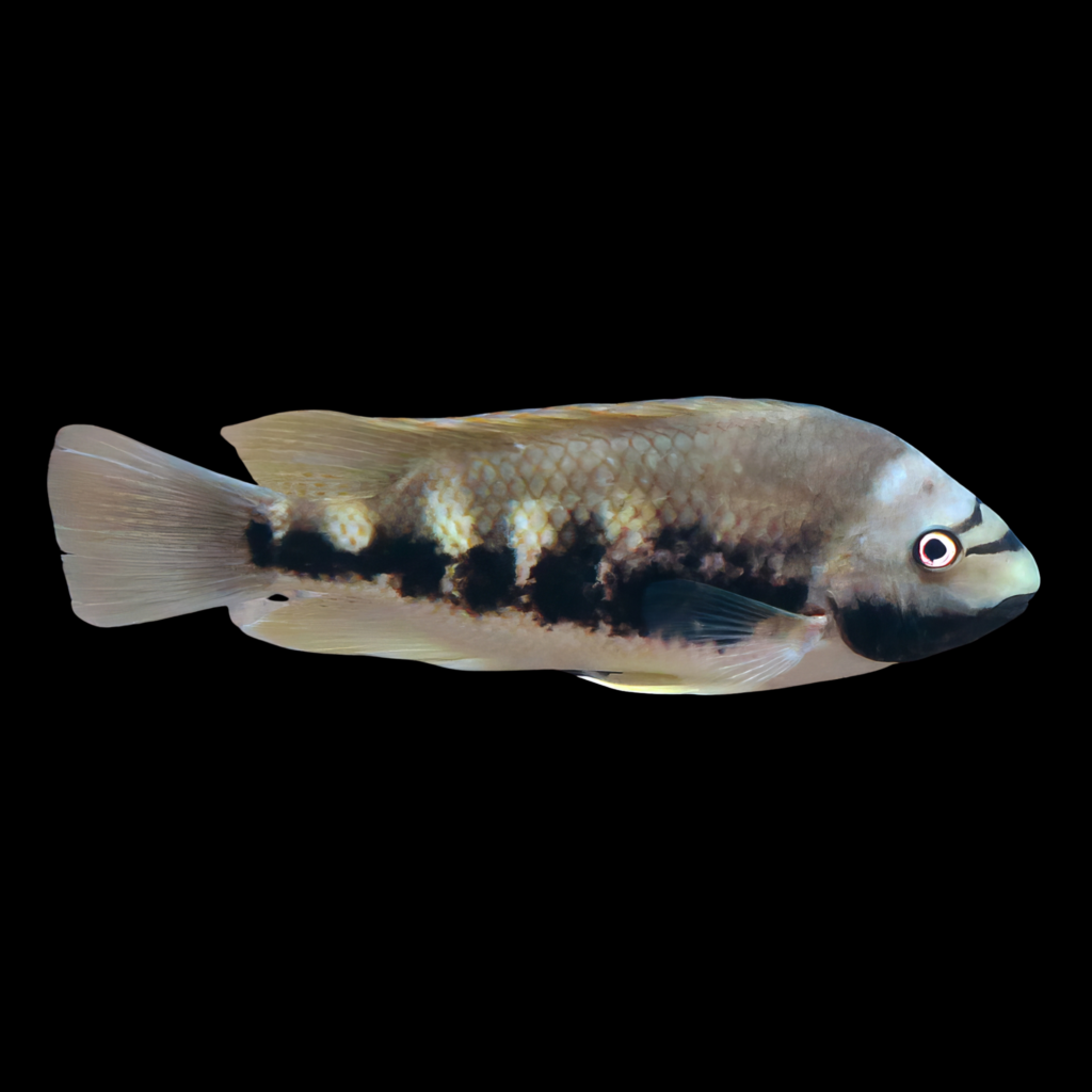 Siebold Talamancaheros Sieboldii American Cichlid (4 - 5cm)