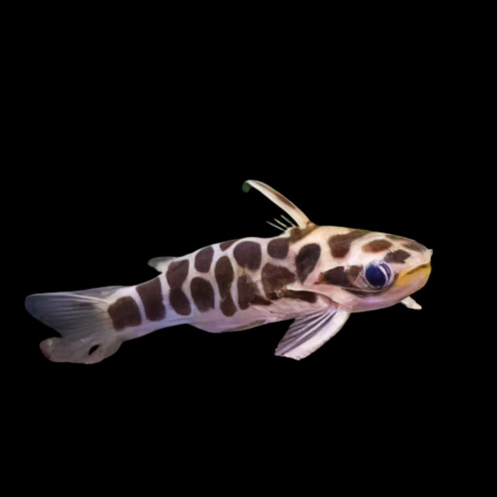 Tatia Perugiae (1 - 2.5cm)