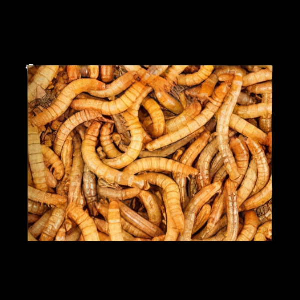 Tenebrio / Molitor Meal Worms 1Kg