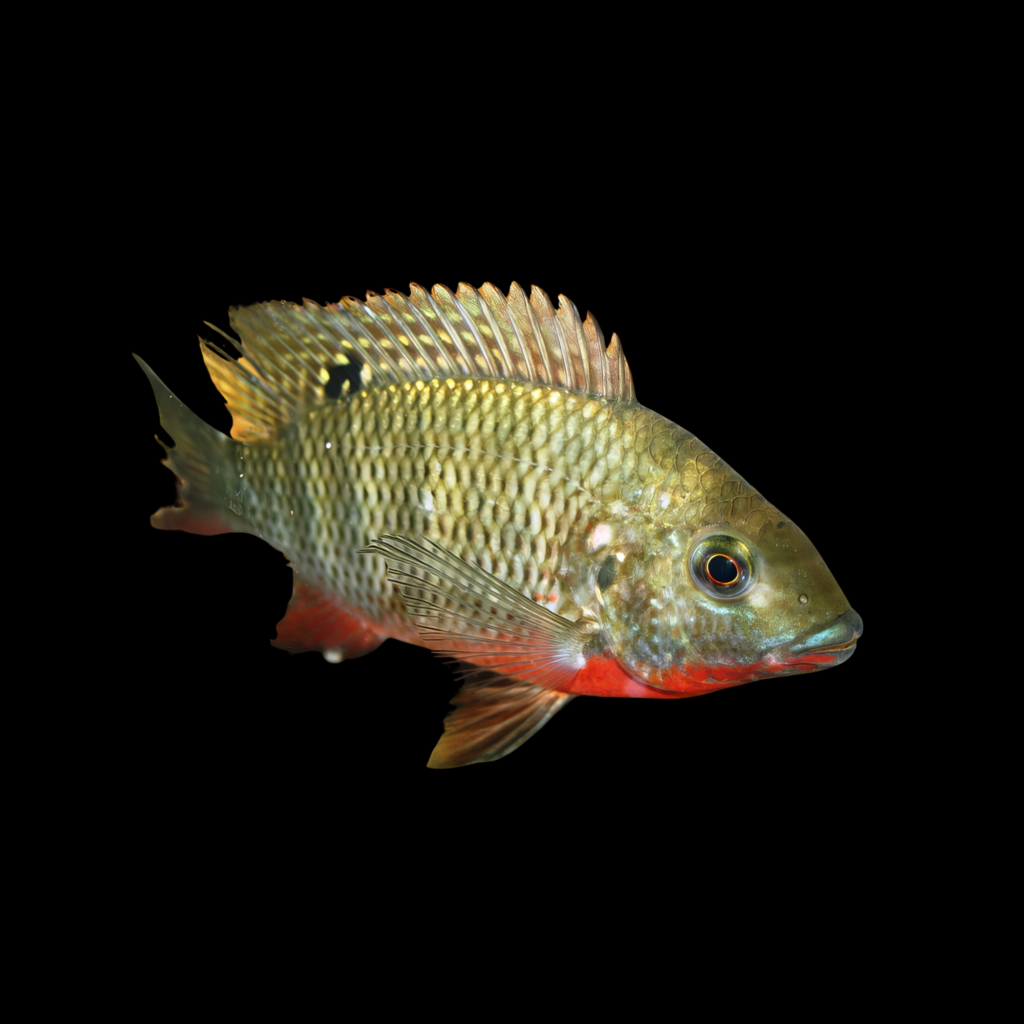 Redbreast Tilapia Rendalli American Cichlid (4 - 5cm)