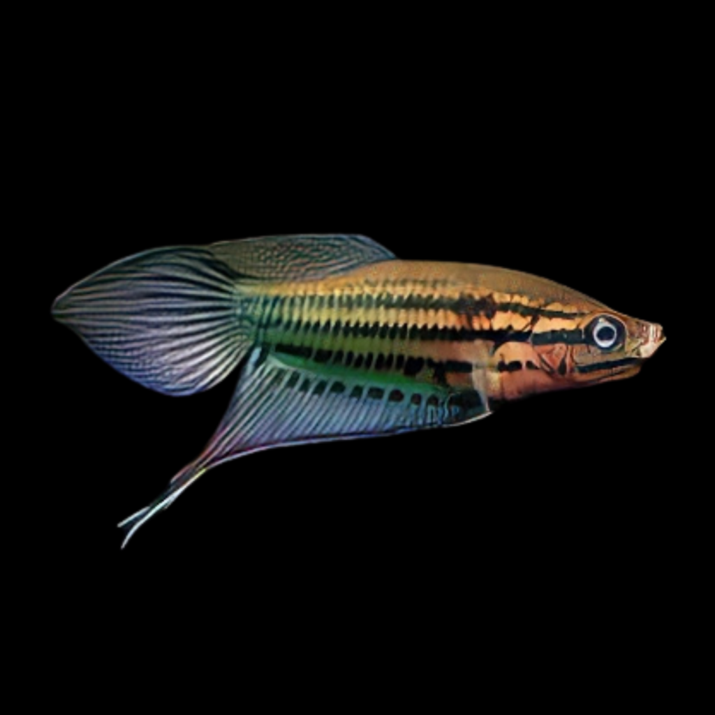 Croaking Gourami Trichopsis Vittatus (2 - 3cm)