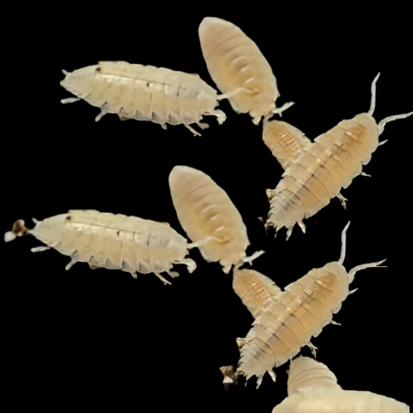 Trichorhina / Tomentosa Dwarf Tropical Woodlice 1 Pack