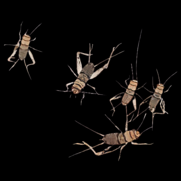 Tropical House Cricket Packet - Micro/150Pcs
