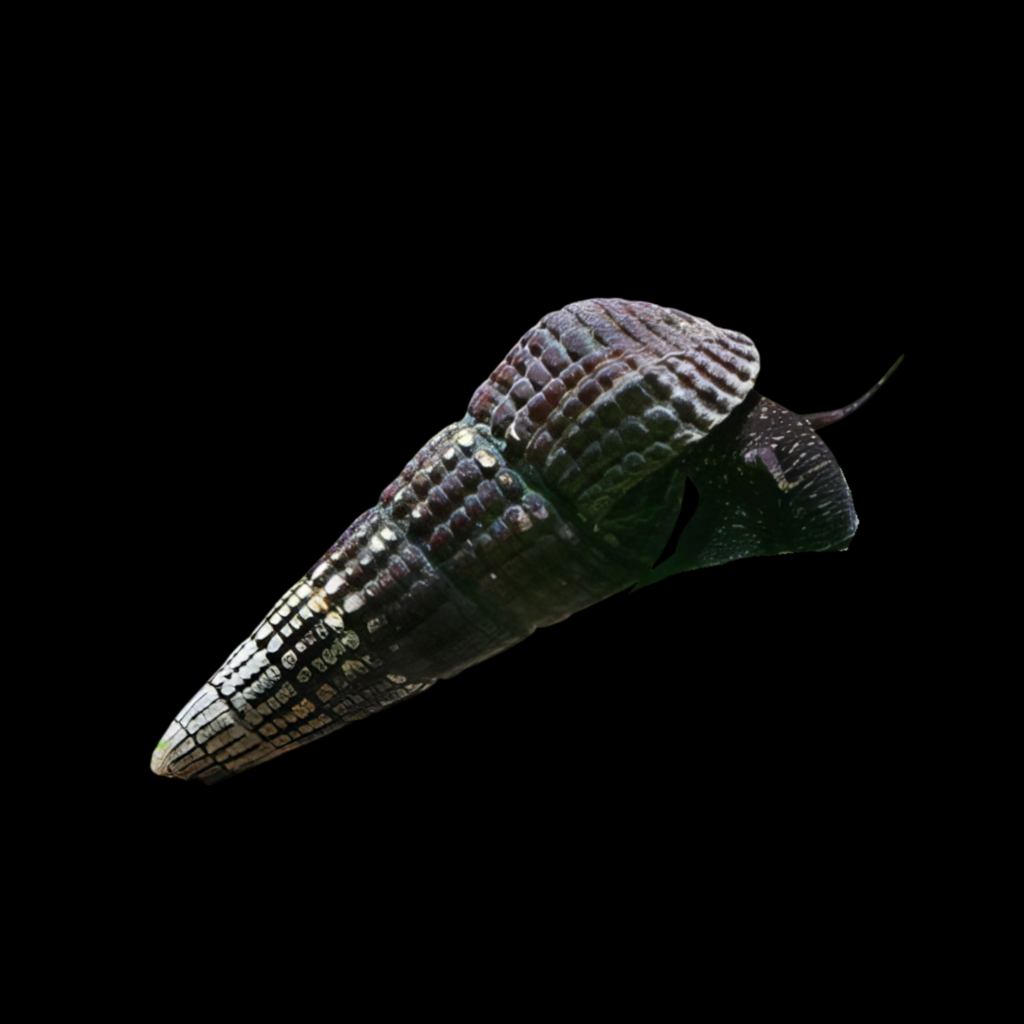 Tylomelania Sp Black Antena (5 - 9cm)