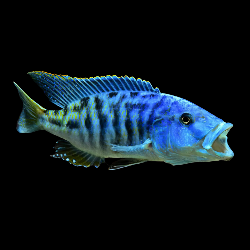Tyrannochromis Nigriventer African Cichlid (6 - 7cm)