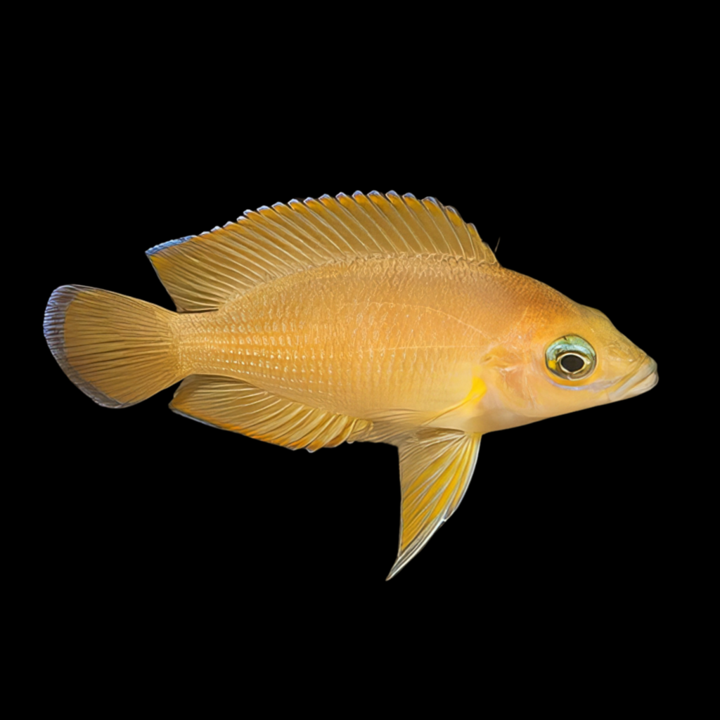Moore Variabilichromis Moorii American Cichlid (4 - 5cm)