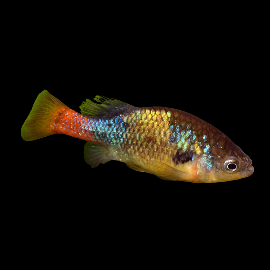Red-Tailed Goodeid Xenotoca Eiseni (3.5 - 4.5cm)
