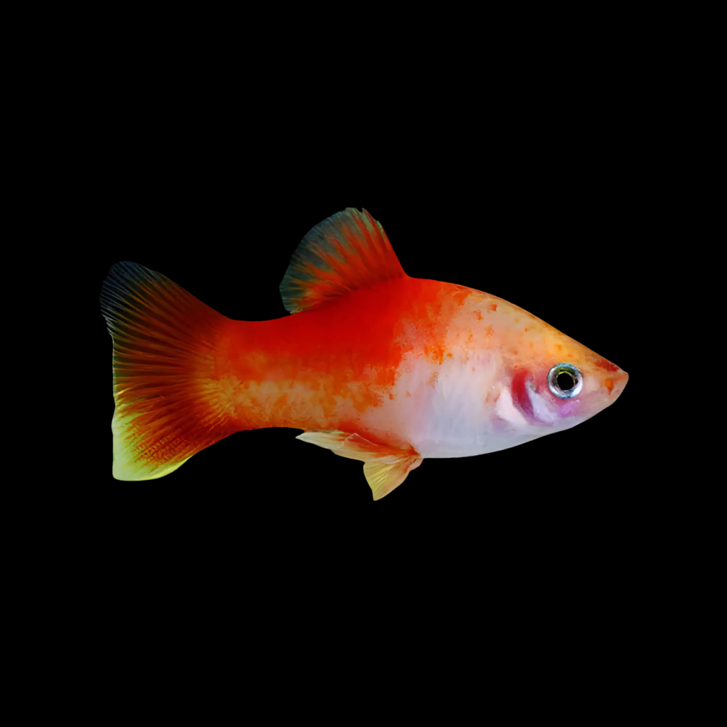 Xiphophorus Maculatus Apple Platy (3 - 4cm)