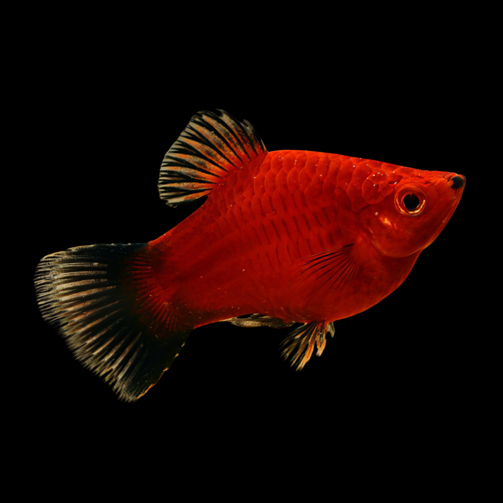 Xiphophorus Maculatus Coral Wag Platy (3 - 3.5cm)