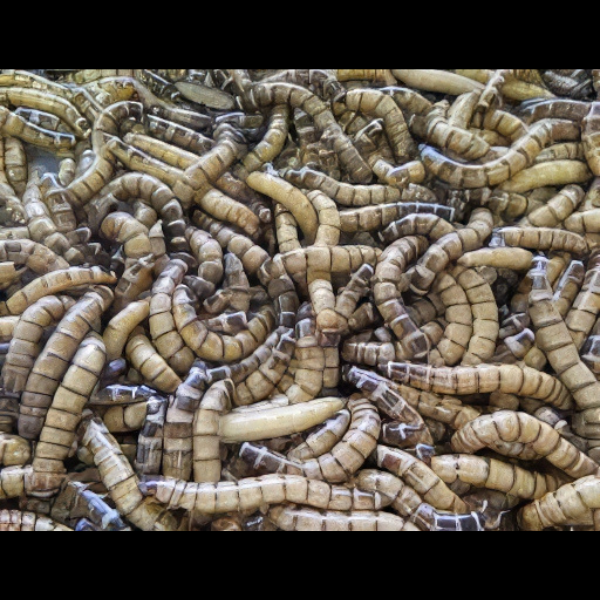 Zophobas / Morio - 2 Kg