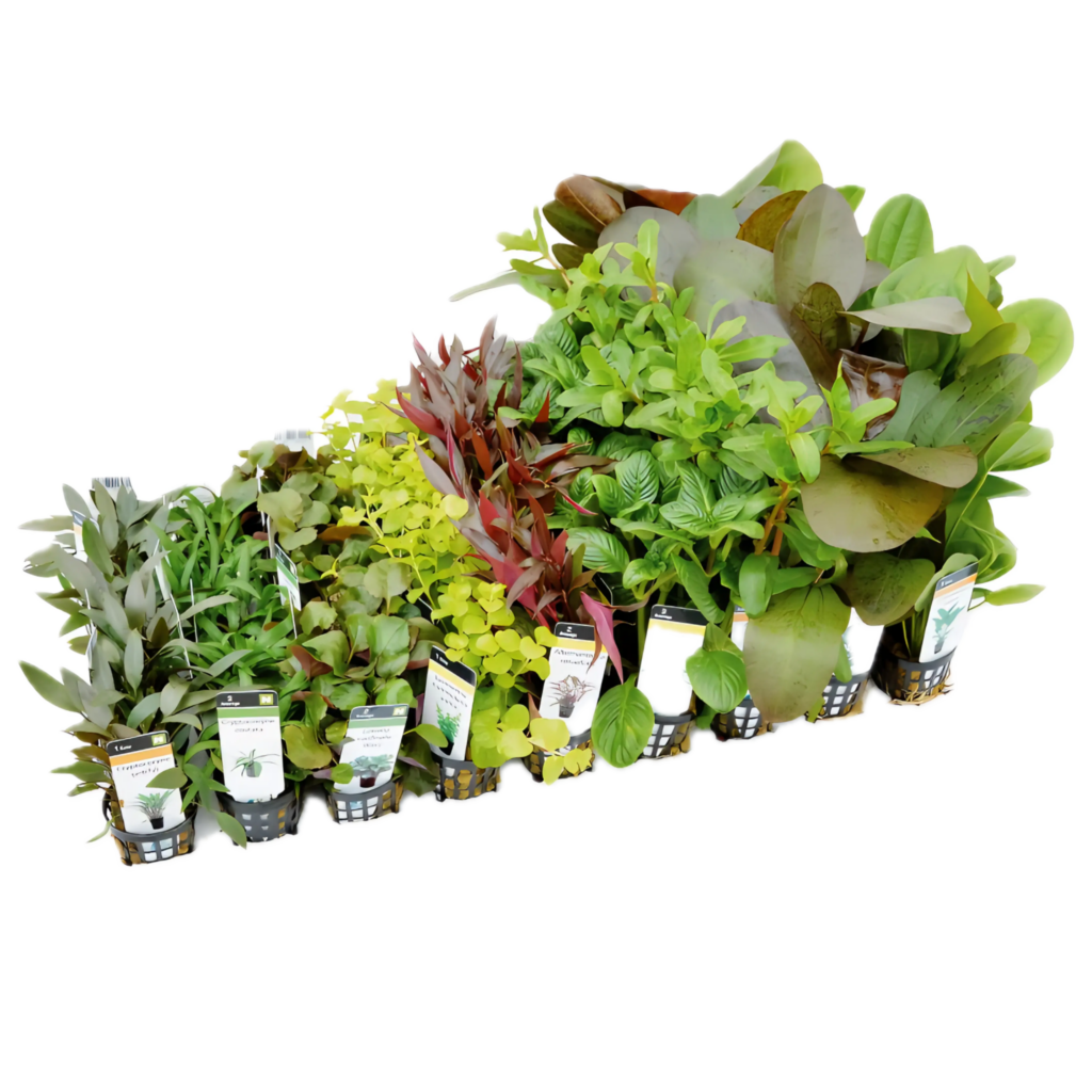 Fifty Potted Assorted Freshwater Aquatic Plants
